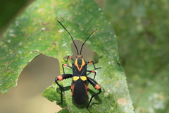 Schaeferocoris ecuadorensis