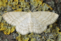 Scopula ternata