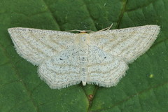 Scopula virgulata