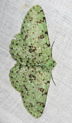 Ophthalmitis