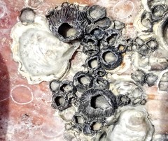 Amphibalanus reticulatus