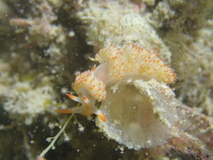 Sakuraeolis nungunoides