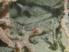 Hippocampus comes