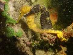 Hippocampus comes