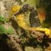 Observation photo