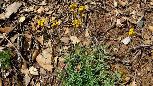 Linaria amethystea subsp. broussonetii image