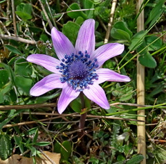 Anemone