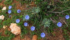 Linum narbonense
