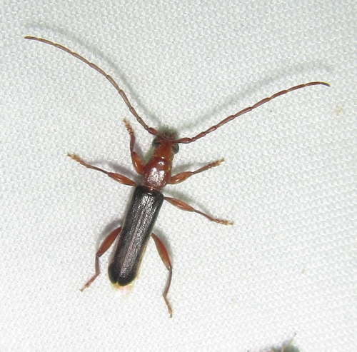 Pseudossibia