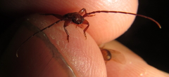 Pseudossibia obscurata