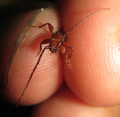Pseudossibia obscurata