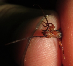 Pseudossibia obscurata