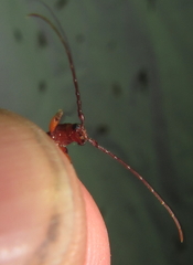 Pseudossibia obscurata