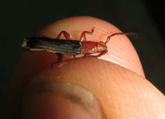 Pseudossibia obscurata