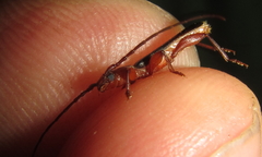 Pseudossibia obscurata