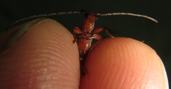 Pseudossibia obscurata