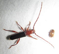 Pseudossibia obscurata