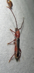 Pseudossibia obscurata