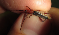 Pseudossibia obscurata