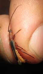 Pseudossibia obscurata