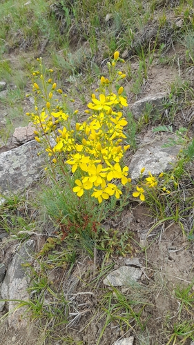 Hypericum elongatum (Hypericum elongatum)