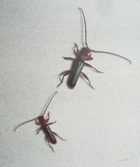 Pseudossibia obscurata