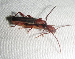 Pseudossibia obscurata