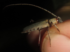 Paroeme meridionalis