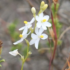 Ixia stricta