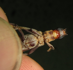 Paroeme meridionalis