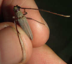 Paroeme meridionalis