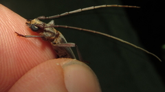 Paroeme meridionalis