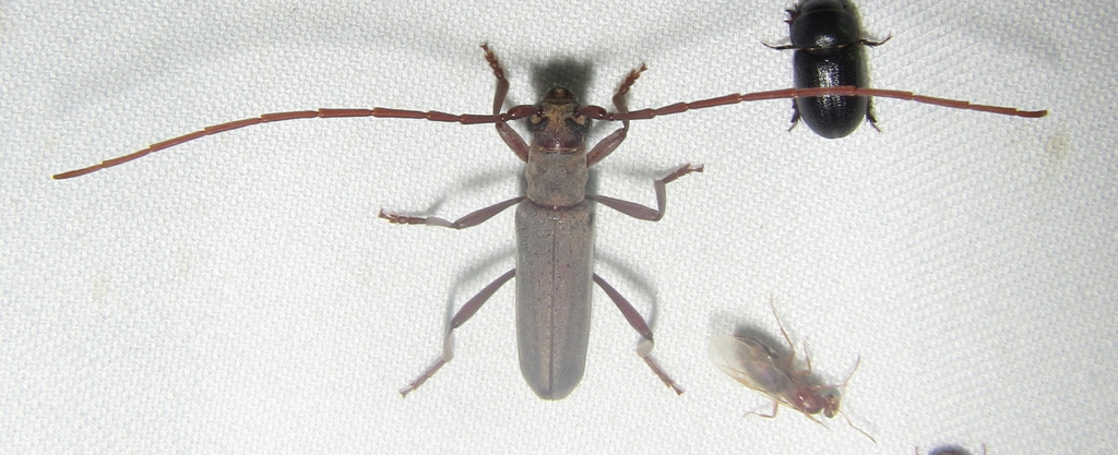 Paroeme meridionalis