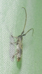 Eunidia subtergrisea