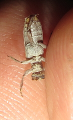 Eunidia subtergrisea