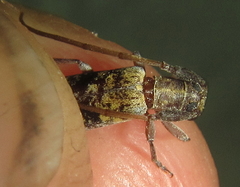 Eunidia subtergrisea