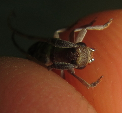 Eunidia subtergrisea