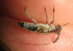 Eunidia subtergrisea