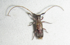 Eunidia subtergrisea