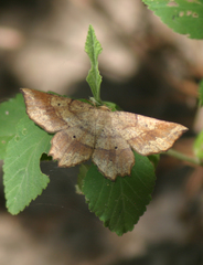 Euchlaena deplanaria