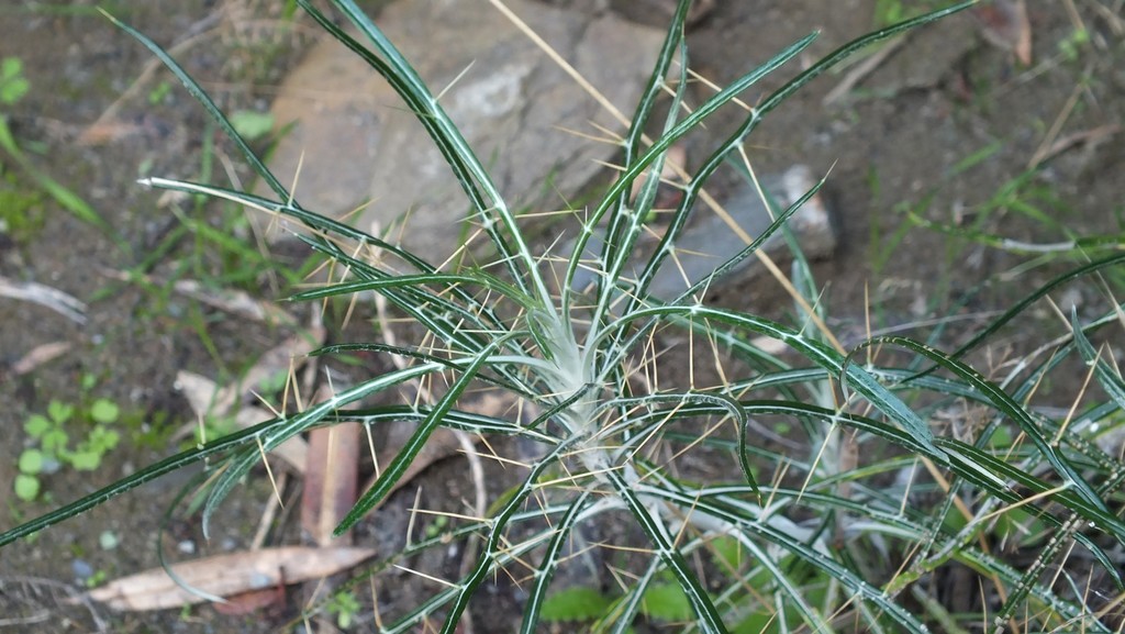 Ptilostemon leptophyllus