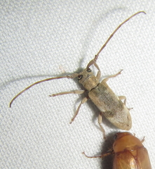 Eunidia vagevittata