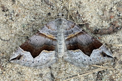 Scotopteryx moeniata