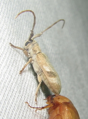 Eunidia vagevittata
