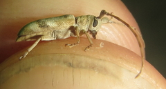 Eunidia vagevittata