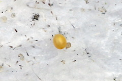 Scotopteryx moeniata