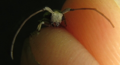 Eunidia vagevittata