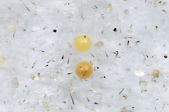 Scotopteryx moeniata