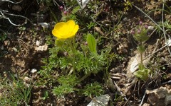 Ranunculus millefoliatus