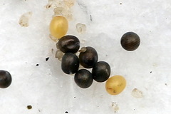Scotopteryx moeniata